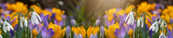 Schöne Bunte Landschaft Mit Blühenden Frühlingswiesen Mit Schneeglöckchen Galanthus Nivalis — Stockfoto
