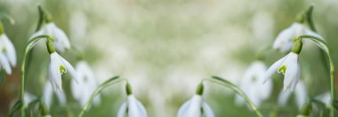 Bahar sabahı güneşli bahçedeki yeşil çayırda beyaz taze kar damlaları (Galanthus). Paskalya baharı arkaplan panoraması