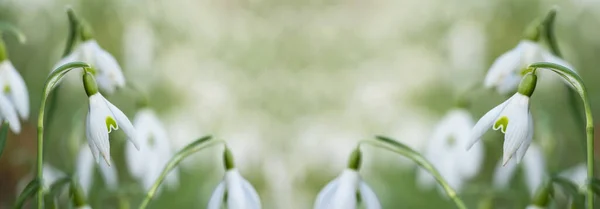 Frühlingserwachen Morgen Weiße Frische Schneeglöckchen Blühen Galanthus Auf Der Grünen — Stockfoto