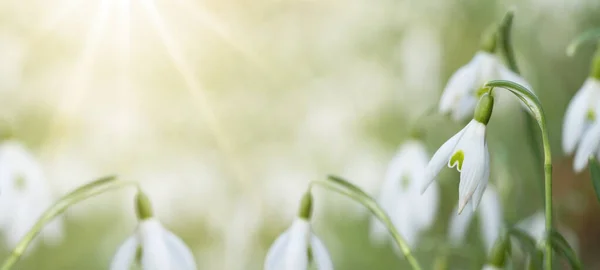 Весняне Пробудження Вранці Квітка Білих Свіжих Пролісків Зеленому Лузі Сонячному — стокове фото