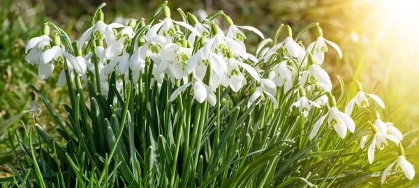 Frühlingserwachen Morgen Weiße Frische Schneeglöckchen Blühen Galanthus Auf Der Grünen — Stockfoto