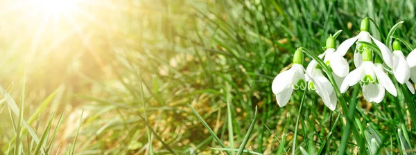 春天在早晨醒来 在阳光灿烂的花园里 绿色的草地上开满了白雪公主花 复活节背景横幅全景 — 图库照片