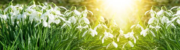 春天在早晨醒来 在阳光灿烂的花园里 绿色的草地上开满了白雪公主花 复活节背景横幅全景 — 图库照片