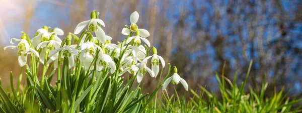 Весняне Пробудження Вранці Квітка Білих Свіжих Пролісків Зеленому Лузі Сонячному — стокове фото