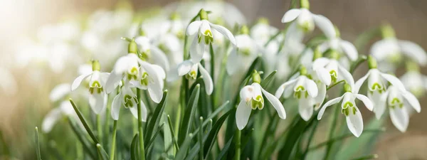 Frühlingserwachen Morgen Weiße Frische Schneeglöckchen Blühen Galanthus Auf Der Grünen — Stockfoto