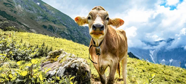 Vaca Engraçada Nas Montanhas Allgu Áustria Alpes Prado Fresco Verde — Fotografia de Stock