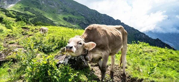 高山上有趣的奶牛奥地利奥尔古阿尔卑斯山 在绿色新鲜的草地上 — 图库照片