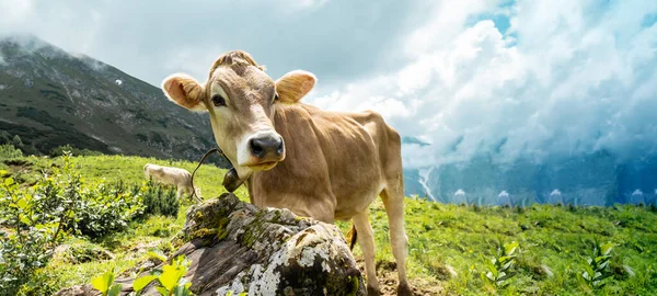 Забавная Корова Горах Алгу Австрия Альпы Зеленом Свежем Лугу — стоковое фото