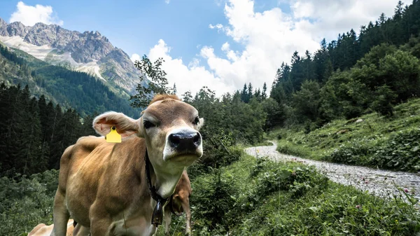 Śmieszna Krowa Górach Allgu Austria Alpy Zielonej Świeżej Łące — Zdjęcie stockowe