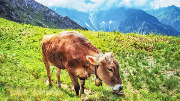 动物背景横幅全景 高山上有趣的奶牛奥地利阿尔高阿尔卑斯山 在绿色的新鲜草甸上 — 图库照片