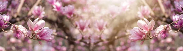 Bloemen Ras Achtergrond Banner Panorama Mooie Close Van Bloeiende Magnolia — Stockfoto
