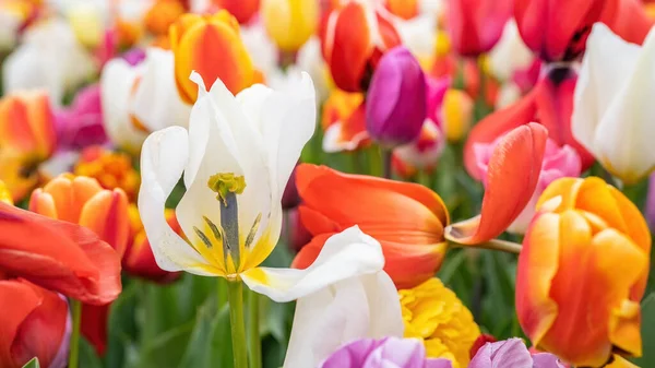 Paisagem Panorâmica Colorido Belo Campo Tulipas Florescendo Holanda Holanda Primavera — Fotografia de Stock