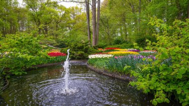 Lisse KEUKENHOF Parkı Hollanda 'da bahar mevsiminde yeşil çayır ve ağaçlarla dolu renkli, güzel lale tarlalarının manzarası - lale çiçekleri arka plan