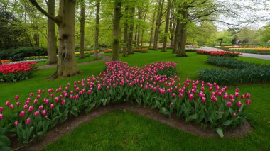 Landscape of colorful beautiful blooming tulip field in Lisse KEUKENHOF Park Holland Netherlands in spring, with fresh green meadow and trees - Tulips flowers background