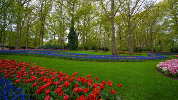 Пейзаж Красочных Красивых Цветущих Тюльпан Поле Лиссе Keukenhof Парк Голландии — стоковое фото