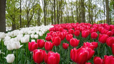 Landscape of colorful beautiful blooming tulip field in Lisse KEUKENHOF Park Holland Netherlands in spring, with fresh green meadow and trees - Tulips flowers background