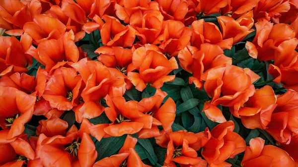 Blumen Tulpenfeld Hintergrund Draufsicht Auf Rot Blühende Tulpen Frühling — Stockfoto