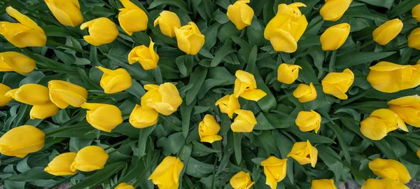 Квіти Тюльпан Поле Фон Вид Зверху Жовті Квітучі Тюльпани Навесні — стокове фото