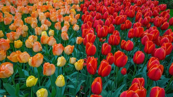 Fundo Campo Tulipa Flores Vista Superior Tulipas Flor Laranja Vermelha — Fotografia de Stock