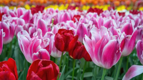 Весною Нідерландах Тлі Сонячних Променів Освітлених Квітами Тюльпанів Мерехтить Панорама — стокове фото