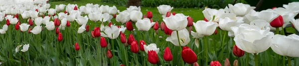Весною Нідерландах Тлі Панорамної Панорами Фоні Квітки Тульпіса Відкривається Мальовниче — стокове фото
