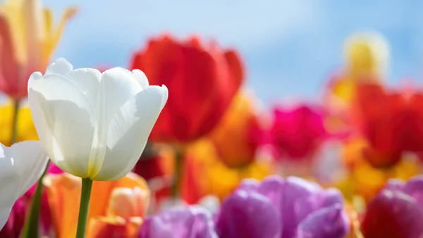 Panoramisch Landschap Van Kleurrijk Mooi Bloeiend Tulpenveld Nederland Het Voorjaar — Stockfoto