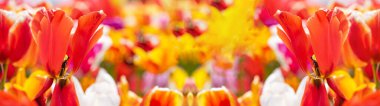Hollanda 'da bahar mevsiminde, güneşle aydınlatılan renkli, güzel lale tarlalarının panoramik manzarası - lalelerin yakın planı arka plan panoraması