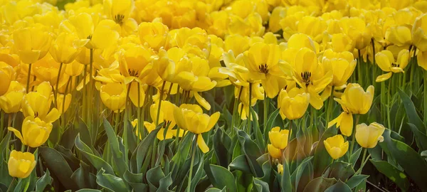 Весною Нідерландах Навесні Панорамному Ландшафті Жовтого Прекрасного Поля Тюльпанів Освітленому — стокове фото