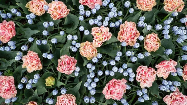 Квітковий Фон Ліжко Квітучих Виноградних Гіацинтів Тюльпанів Вид Зверху — стокове фото