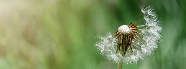 Beautiful Close Blowball Dandelion Seed Water Drop Dew Nature Spring — Stok fotoğraf