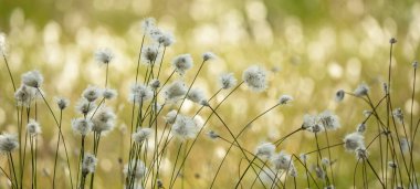 Eriophorum - Bataklıkta yumuşak bokeh ile pamuk çimen