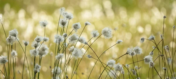 Eriophorum - Bataklıkta yumuşak bokeh ile pamuk çimen