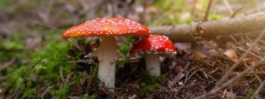 Ormandaki mantarlar - Kara Orman 'daki güzel kırmızı mantar mantarı Amanita muscaria taze yeşil yosun ve sabah güneşiyle