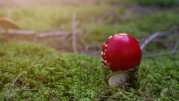 Pilze Der Waldlandschaft Schöner Roter Fliegenpilz Amanita Muscaria Schwarzwald Mit — Stockfoto
