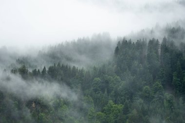 Kara Orman 'da (Schwarzwald) inanılmaz mistik yükselen sis ağaçları (Schwarzwald) Almanya panorama arka planı - karanlık ruh hali.