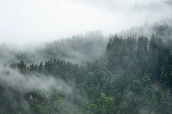 Amazing Mystical Rising Fog Forest Trees Landscape Black Forest Schwarzwald — Fotografia de Stock