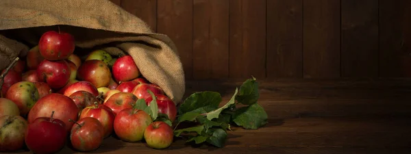 Panorama Bannière Fond Récolte Pommes Nombreuses Pommes Mûres Rouges Colorées Photo De Stock