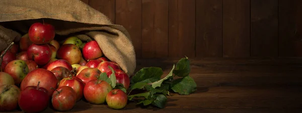 Apple Skörd Bakgrund Banner Panorama Många Färgglada Röda Mogna Äpplen Stockfoto