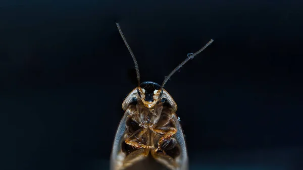 Carino Piccolo Insetto Sfondo Nero — Foto Stock