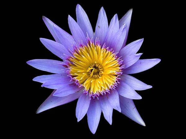 Purple lotus in black background