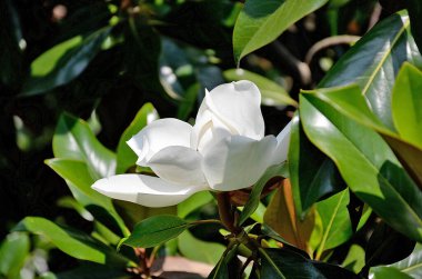 Beyaz manolya ihtişamlı çiçeğinin ayrıntıları