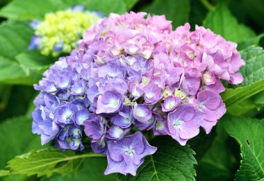 Ortanca Makrophylla açık mavi, pembe, çiçek ayrımı