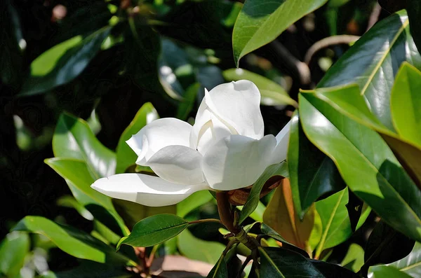 Detail White Magnolia Grandiflora Flower — Stockfoto