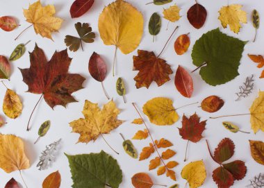 Güzel sonbahar yaprakları renkli desenler yapar. Düz konum