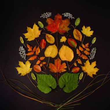 Sonbahar yaprakları siyah arkaplanda. Asgari düz kalıp konsepti