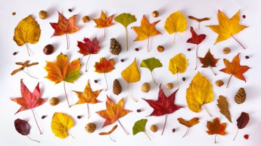 Tatmin edici düz beyaz arka planda yapraklardan, fındıklardan ve konilerden oluşan renkli desenler vardı. Üst görünüm sonbahar konsepti