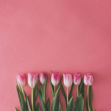 Pembe arka planda bahçeden taze pembe laleler. Kırsal düz yay yatay minimum konsept