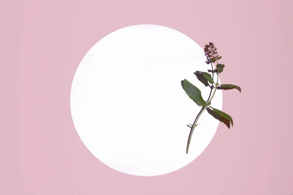 Mint flower on the white circle on the pink background. Minimal flat lay concept. Copy space creative idea card