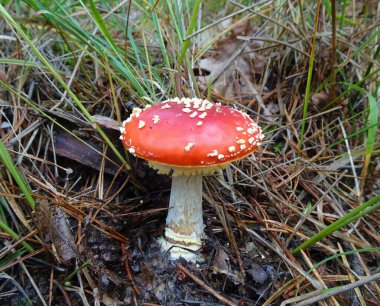 Sonbaharda ormanda kızıl sinek ya da Amanita muscaria, alçak görüş.