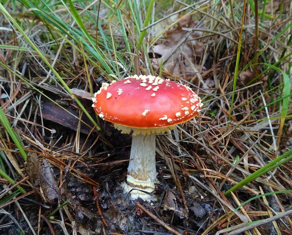 Vörös Légy Agaric Vagy Amanita Muscaria Erdőben Ősszel Alacsony Kilátás — Stock Fotó